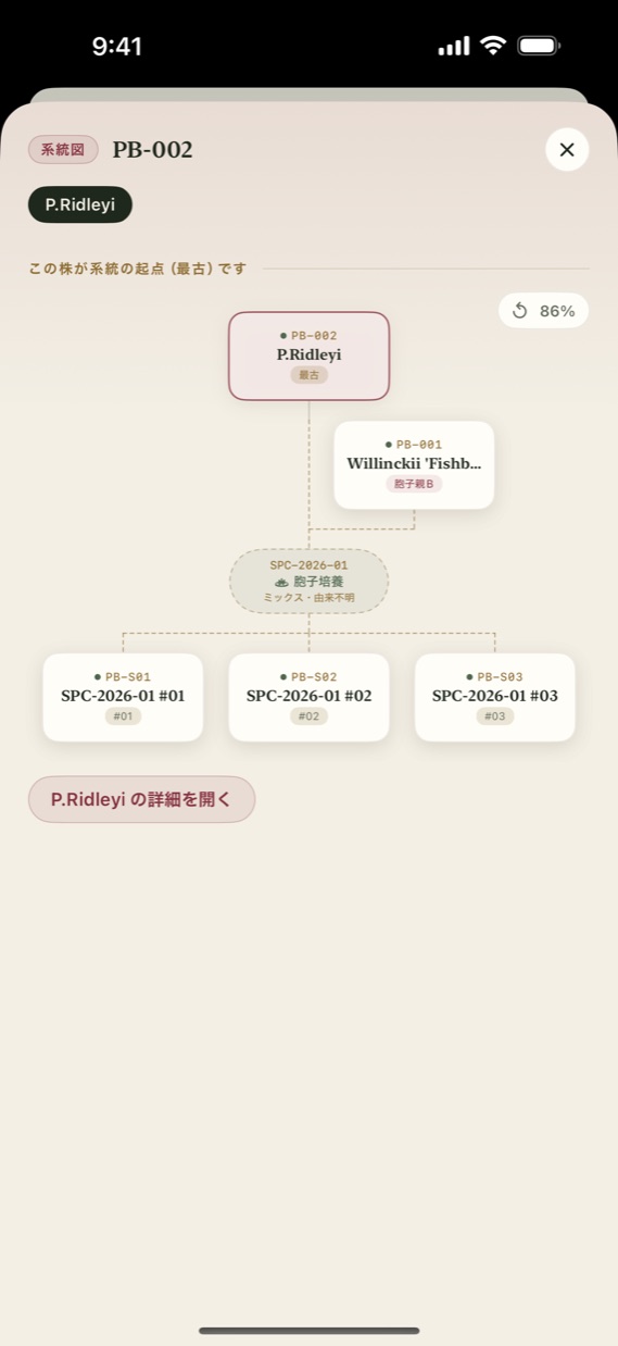親株から胞子培養のロットを経て子株へつながる系統図
